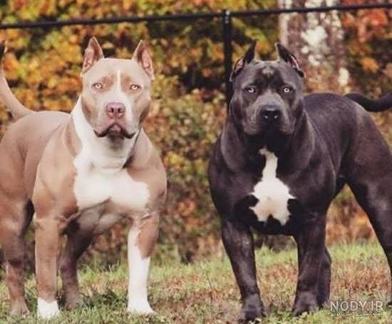  عکس سگ پیت بول سیاه