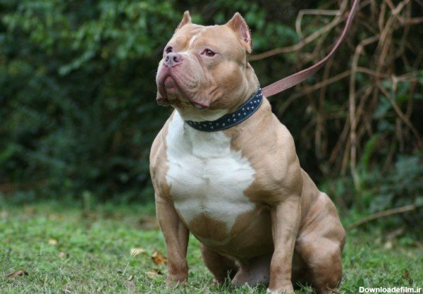  عکس سگ پیت بول سیاه