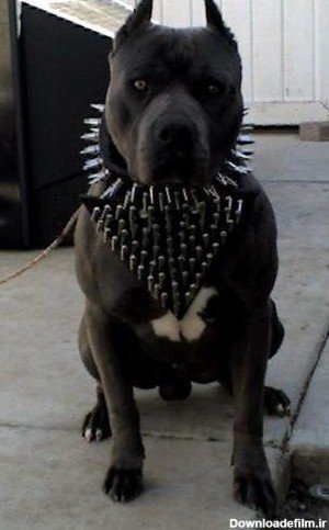  عکس سگ پیت بول سیاه
