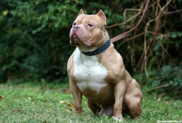  عکس سگ پیت بول سیاه