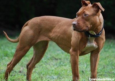  عکس سگ پیت بول سیاه