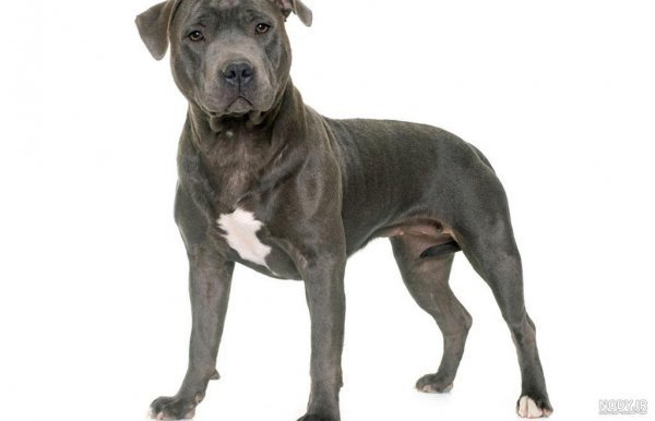  عکس سگ پیت بول سیاه