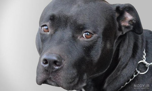  عکس سگ پیت بول سیاه