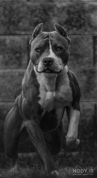  عکس سگ پیت بول سیاه