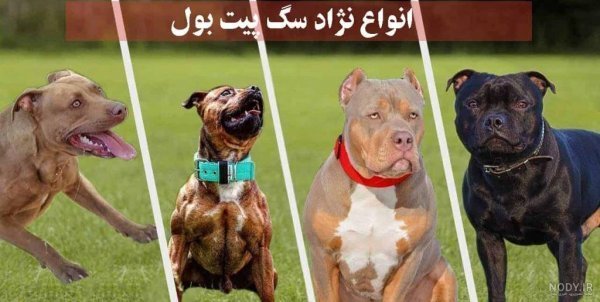  عکس سگ پیت بول سیاه