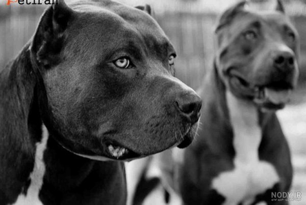  عکس سگ پیت بول سیاه