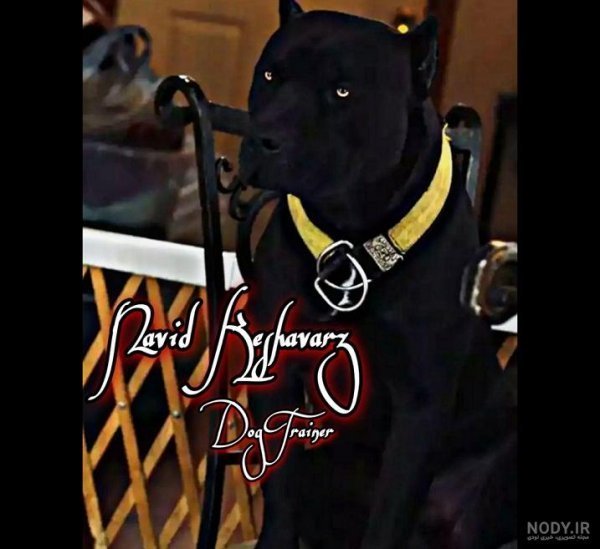  عکس سگ پیت بول سیاه