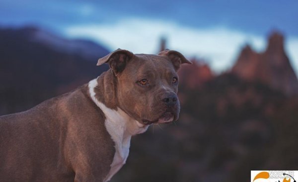  عکس سگ پیت بول سیاه