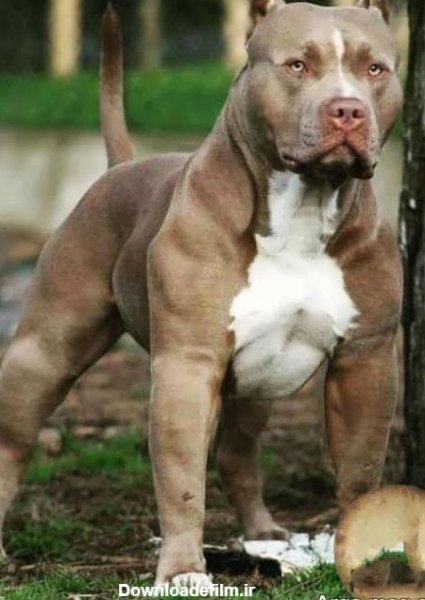  عکس سگ پیت بول سیاه