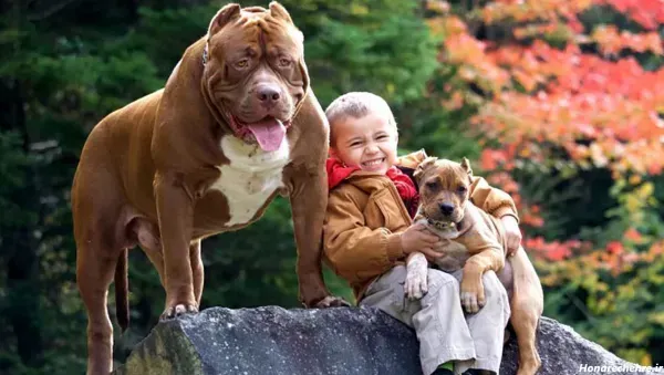  عکس سگ پیت بول بزرگ