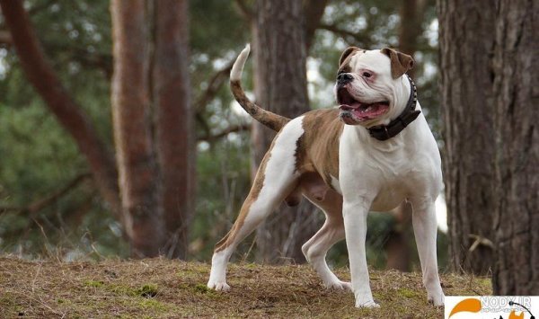  عکس سگ پیت بول بزرگ