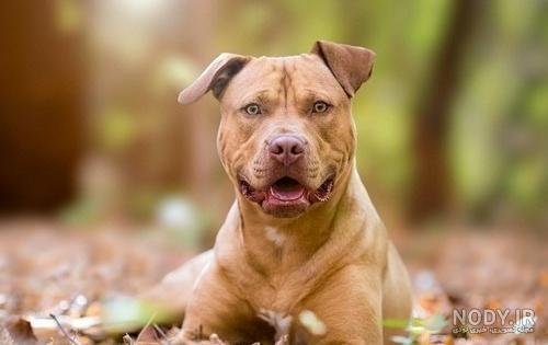  عکس سگ پیت بول بزرگ