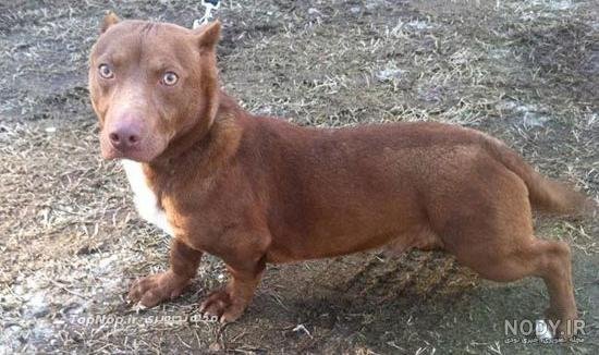  عکس سگ پیت بول بزرگ