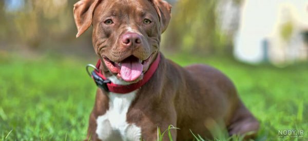  عکس سگ پیت بول بزرگ
