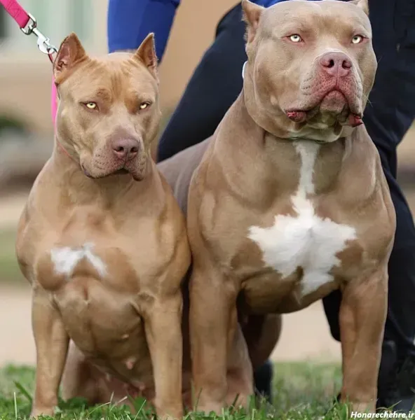  عکس سگ پیت بول بزرگ