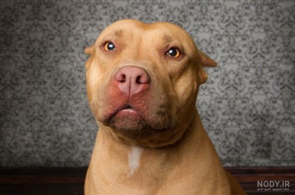  عکس سگ پیت بول بزرگ