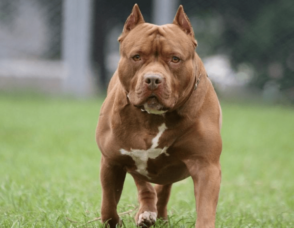  عکس سگ پیت بول بزرگ