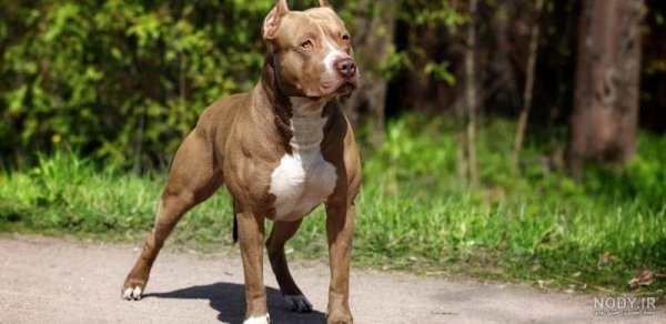  عکس سگ پیت بول بزرگ