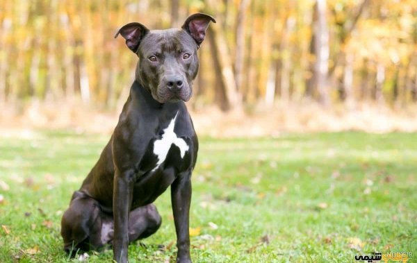  عکس سگ پیت بول بزرگ