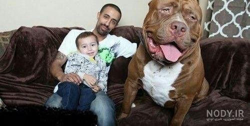  عکس سگ پیت بول بزرگ