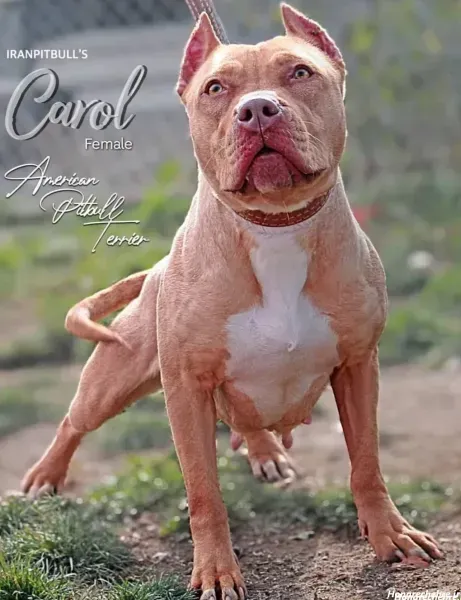  عکس سگ پیت بول بزرگ