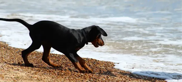  عکس نژاد سگ دوبرمن