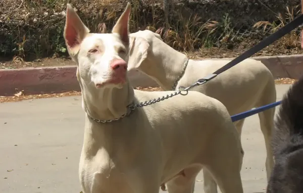  عکس نژاد سگ دوبرمن