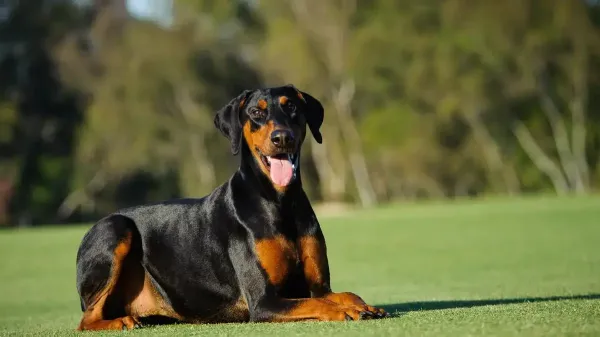  عکس نژاد سگ دوبرمن