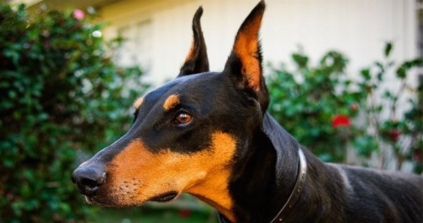  عکس نژاد سگ دوبرمن