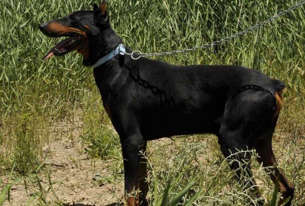  عکس نژاد سگ دوبرمن