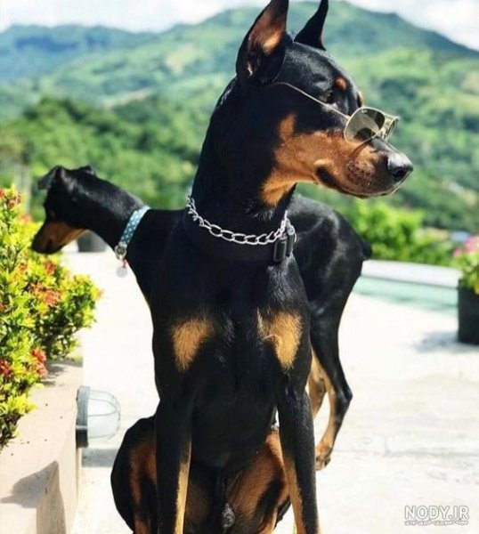  عکس سگ دوبرمن امریکایی