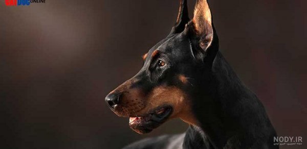  عکس سگ دوبرمن امریکایی