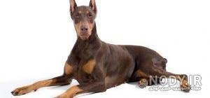  عکس سگ دوبرمن امریکایی