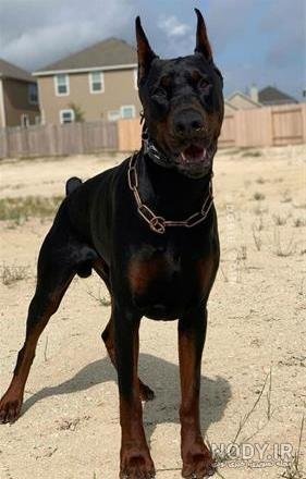  عکس سگ دوبرمن امریکایی