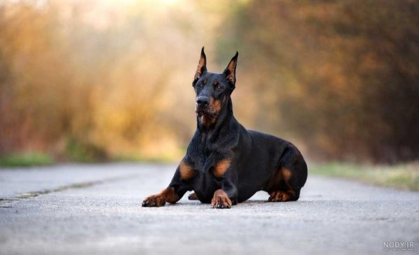  عکس سگ دوبرمن امریکایی