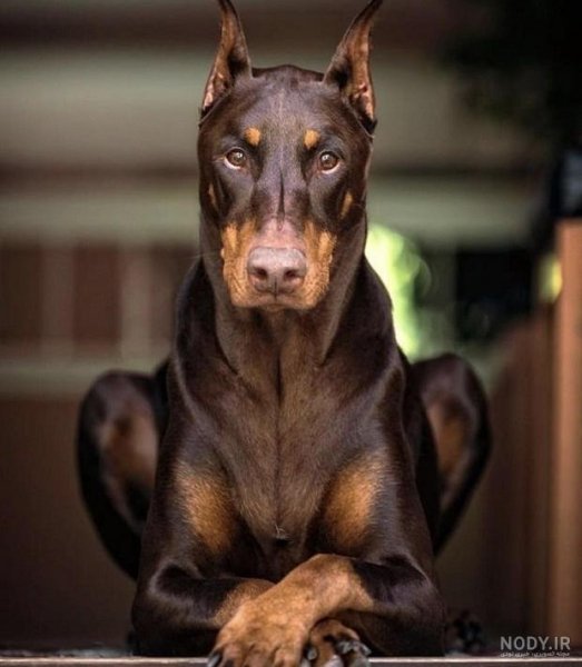  عکس سگ دوبرمن امریکایی