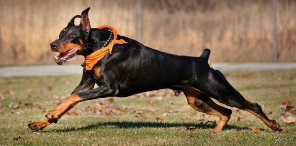  عکس سگ دوبرمن امریکایی