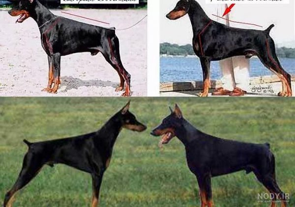  عکس سگ دوبرمن امریکایی