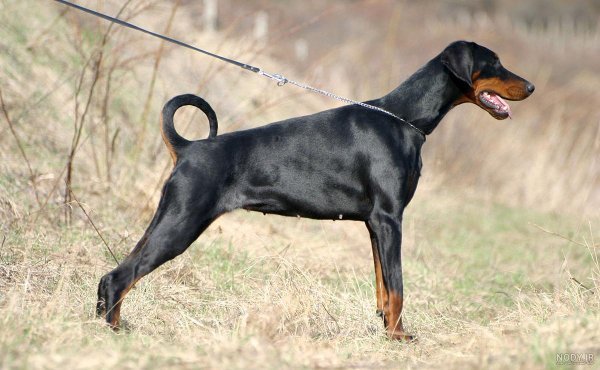  عکس سگ دوبرمن امریکایی