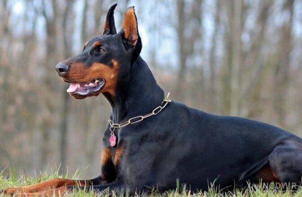  عکس سگ دوبرمن امریکایی