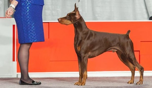  عکس سگ دوبرمن امریکایی