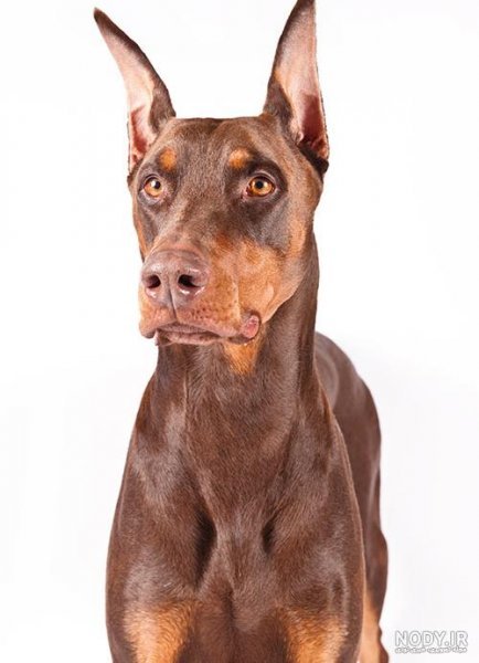  عکس سگ دوبرمن امریکایی