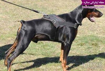  عکس سگ دوبرمن امریکایی