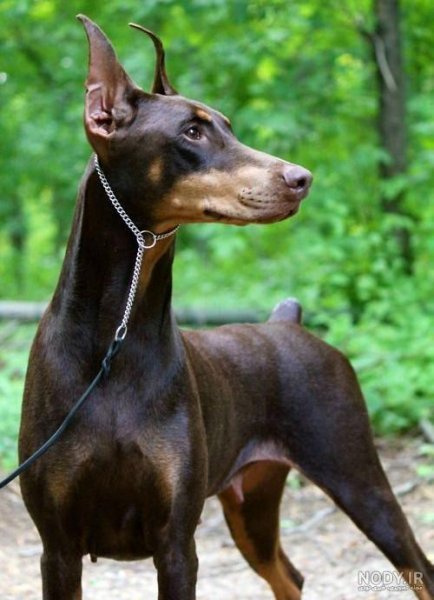  عکس سگ دوبرمن امریکایی
