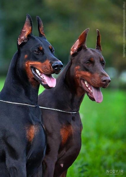  عکس سگ دوبرمن امریکایی