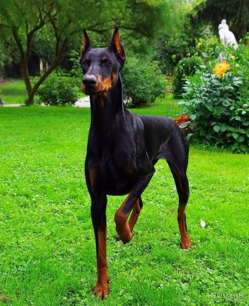  عکس سگ دوبرمن امریکایی