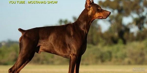  عکس سگ دوبرمن امریکایی