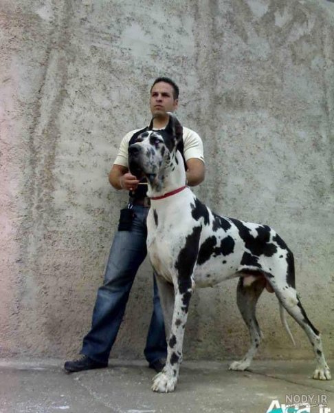  عکس سگ دوبرمن امریکایی