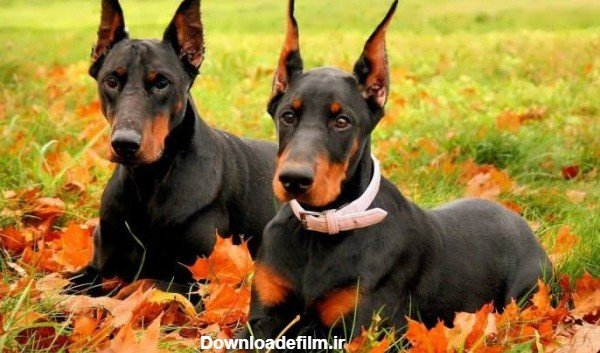  عکس سگ دوبرمن وحشی
