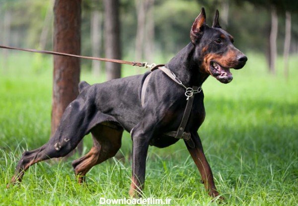  عکس سگ دوبرمن وحشی